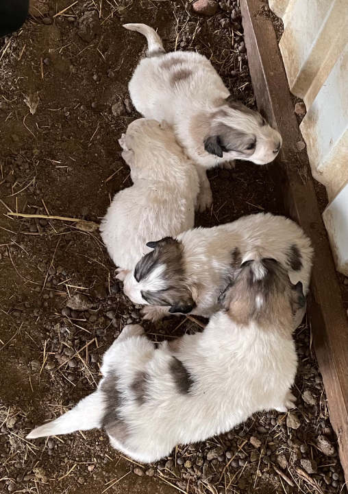 Great Pyrenees Puppies